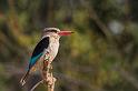 075 Botswana, Chobe NP, bruinkap-ijsvogel